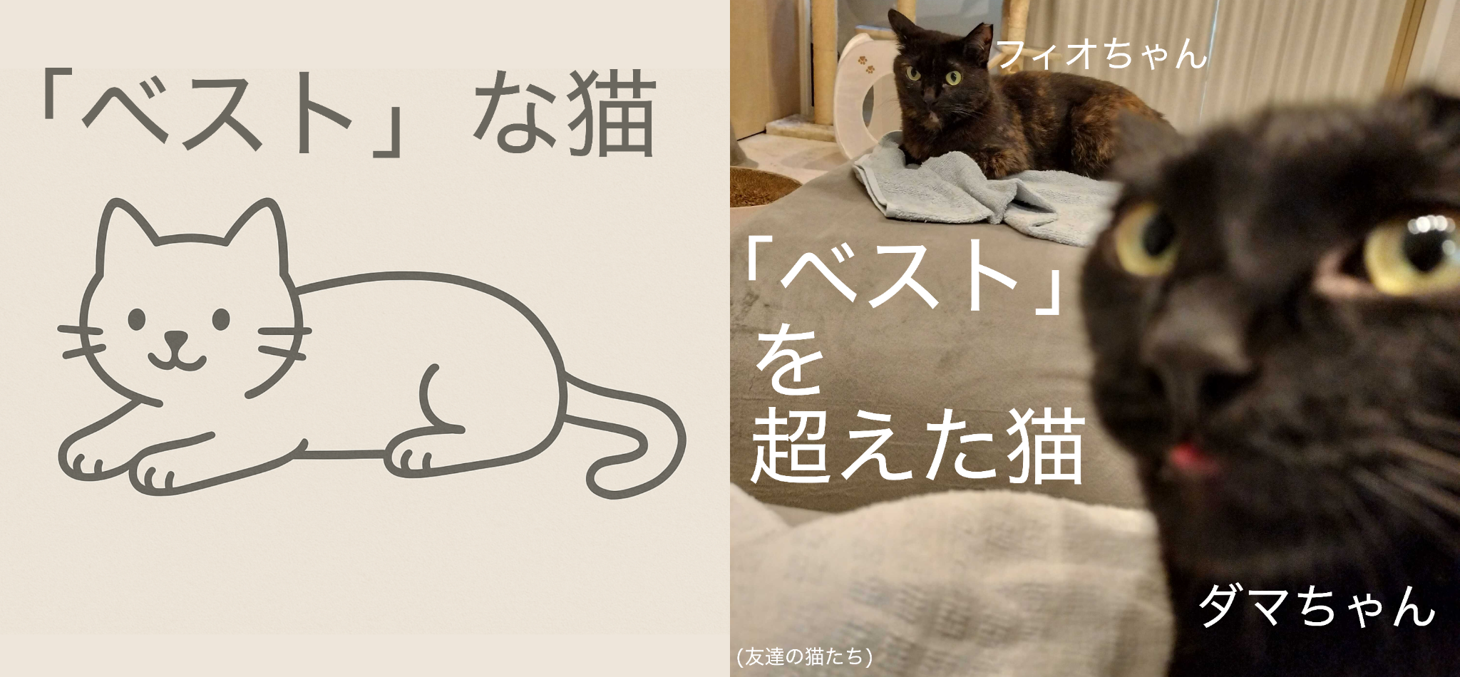 The Best cats are YOUR CATS